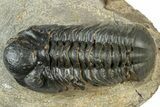 Prone Reedops Trilobite - Atchana, Morocco #311149-2